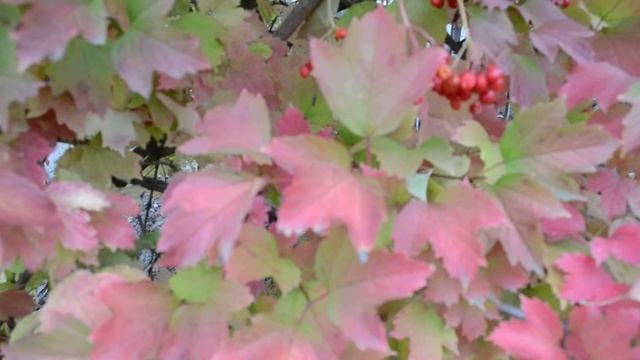 ФУТАЖ Красивые гроздья калины Куст калины смотреть онлайн