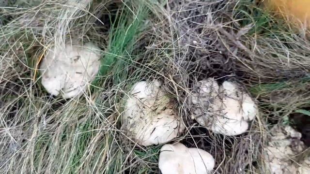 Грибы СМОРЧКИ. Первые весенние грибы Ростовской области