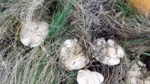 Грибы СМОРЧКИ. Первые весенние грибы Ростовской области