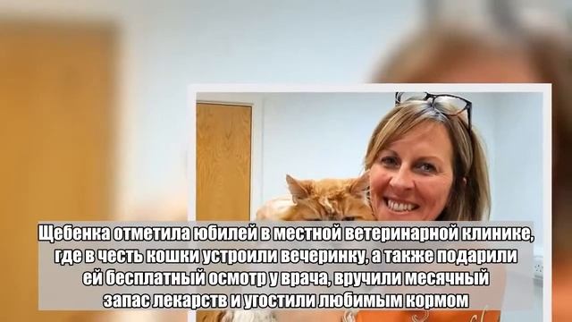 Самая старая кошка в мире дожила до 30 лет смотреть онлайн