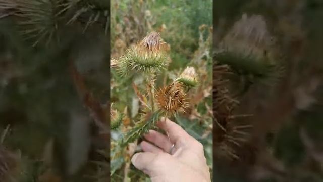 Сонник Колючки во снах.mp4 смотреть онлайн
