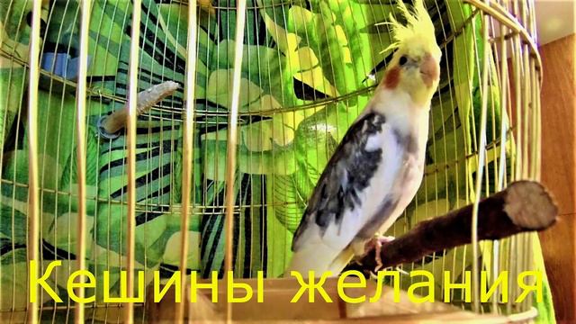 Кешины желания. смотреть онлайн