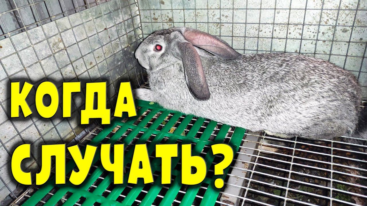 В каком возрасте случать кроликов? смотреть онлайн