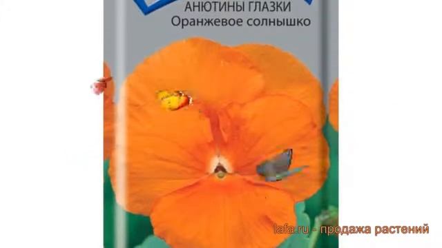 Анютины глазки обыкновенная Оранжевое солнышко ? обзор: как сажать, семена анютины глазки смотреть онлайн