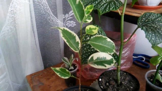 Новинки моего сада на балконе. смотреть онлайн