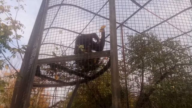 Обезьяна очень смешно съедает банан!!! смотреть онлайн