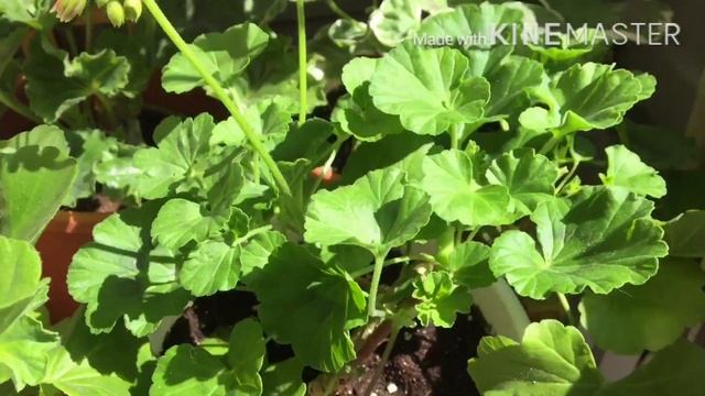 О том, как у меня не цветут пеларгонии (герани) смотреть онлайн