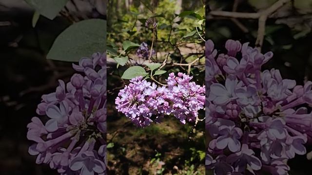 Всем привет! Друзья,сегодня хороший теплый майский день, делюсь его красотой!🌸🌿🙏😊 смотреть онлайн