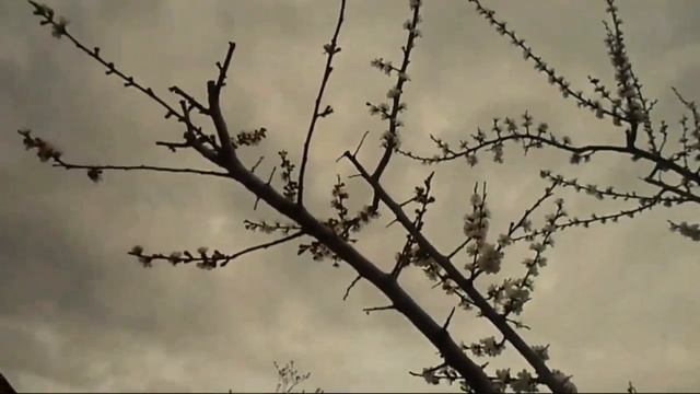 Железов Валерий Спасая деревья от дебилизма смотреть онлайн