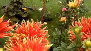 #георгины#подмосковье                                       МОИ ПРЕКРАСНЫЕ ГЕОРГИНЫ ЦВЕТУТ И РАДУЮТ