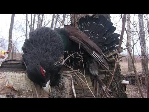 ОХОТА НА ГЛУХАРЯ 2019 смотреть онлайн