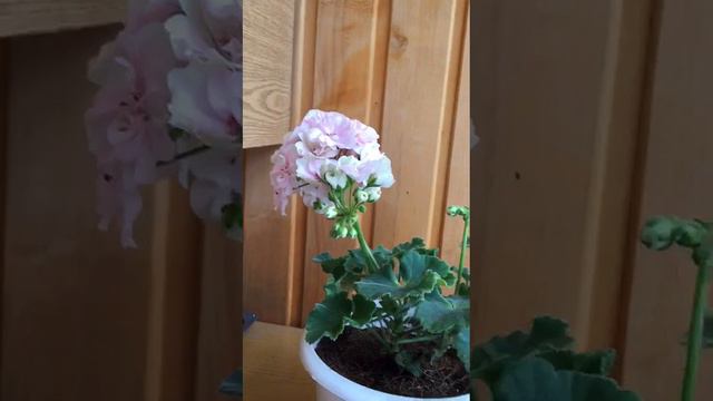 Пеларгония ОЧ  Madpearl Rose @ смотреть онлайн