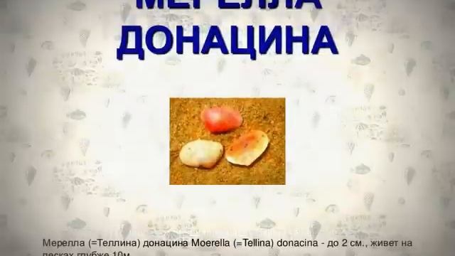 Ракушки Черного моря смотреть онлайн