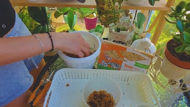 Пересадка цветущего подростка Phal. Sesame. Пересадка полученного во мхе подростка. Пересадка в мох смотреть онлайн