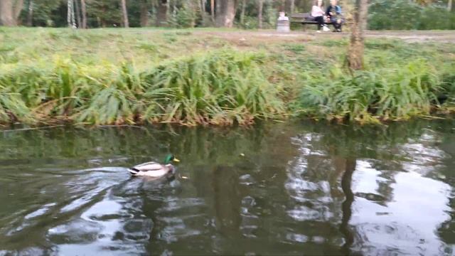 Паркові озера - тестовое видео Realme 7 Pro смотреть онлайн