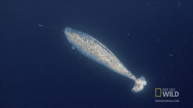 Нарвалы (лат. Monodon monoceros) смотреть онлайн