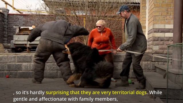 OLDEST DOGS BREEDS IN THE WORLD смотреть онлайн