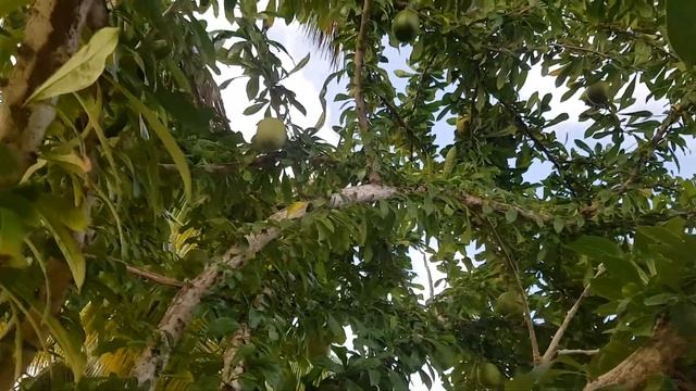 Grapefruit Tree Грейпфрутовое дерево