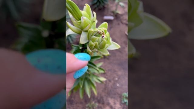 Лилия Мистери Дрим смотреть онлайн