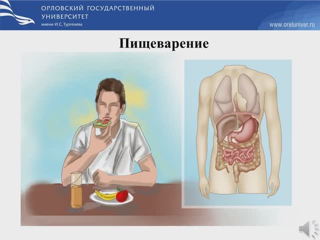 Пищеварение