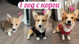 Первый год жизни с Корги. Особенности породы и воспитания |Прогулки. Туалет. Игры