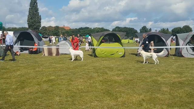CACIB Sopot 6.08.2017 BOS Porównanie psów смотреть онлайн