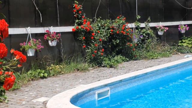 все цветет и пахнет,аренда дома с бассейном,сауной 31.05.2023г. смотреть онлайн