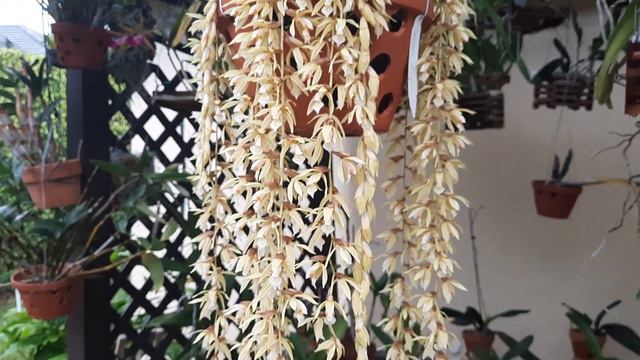 Coelogyne Rochussenii, Orchid Care @orchidnewbee8786