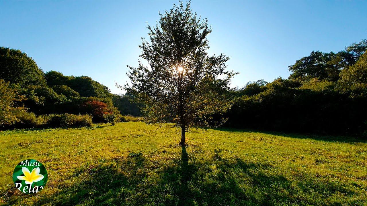 Crickets Sound And Birdsong, The Rustle Of Grass - 12 Hours Of Nature Relax
