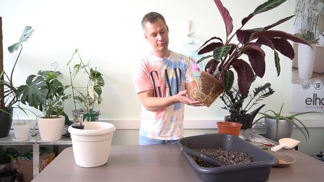 Калатея Варшевича - Я и Калатея или Калатея и Я? смотреть онлайн