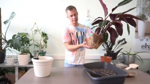 Калатея Варшевича - Я и Калатея или Калатея и Я?