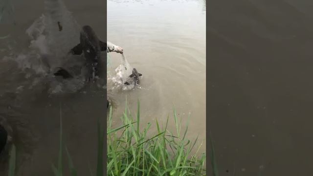 unbelievable I found a lot of fishes | Greatest Fishing Videos of All Time | #fishingvideo смотреть онлайн