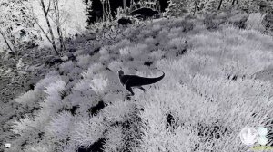 Red_Warrior и Minskiy Разваливают Гиг The isle Legacy