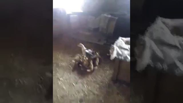 Проект "Догляд тварин за своїм потомством. Каченята" від екстерна 3 класу Дмитра смотреть онлайн