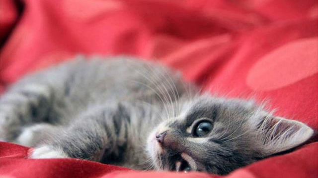 Милые котята!