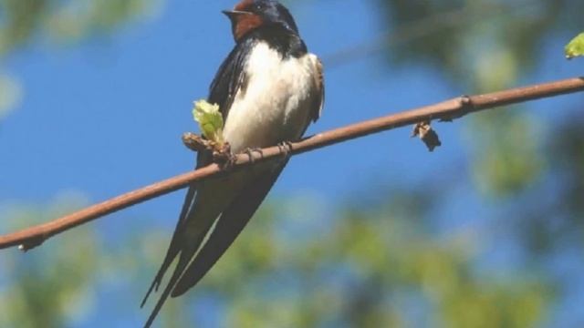 Щедрик в обработке Леонтовича смотреть онлайн