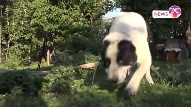 Роман Чу о линейном разведении алабаев смотреть онлайн