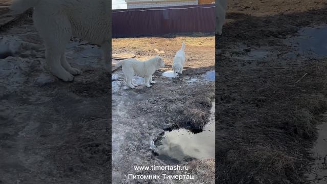 Среднеазиатские овчарки питомника Тимерташ Ведётся запись на щенков на лето осен 2023 +79048881825 смотреть онлайн