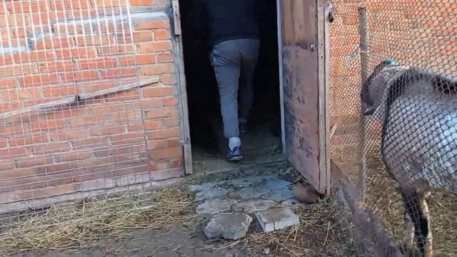 29.10.2023 год. Уборка у козлов. Выгоняем непрошеных гостей ??. Тыква. смотреть онлайн