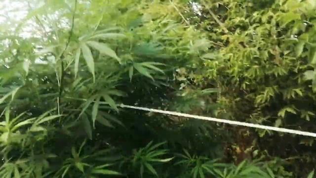 Сорт травы Opium & Pablo Escobar. Аутдор 2021 смотреть онлайн