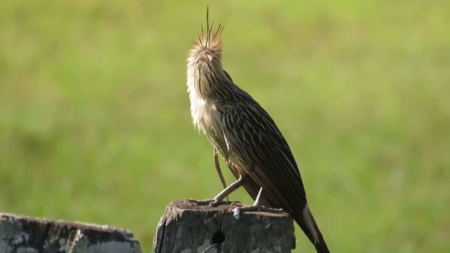 Guira Cuckoo caught a snake (Guira guira) смотреть онлайн