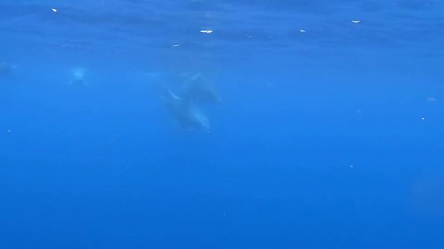 Relaxing dolphins and peaceful music смотреть онлайн