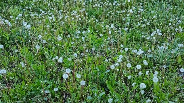 Чудеса Знакомого Растения