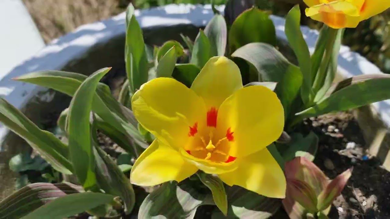 Сочи парк южных культур смотреть онлайн