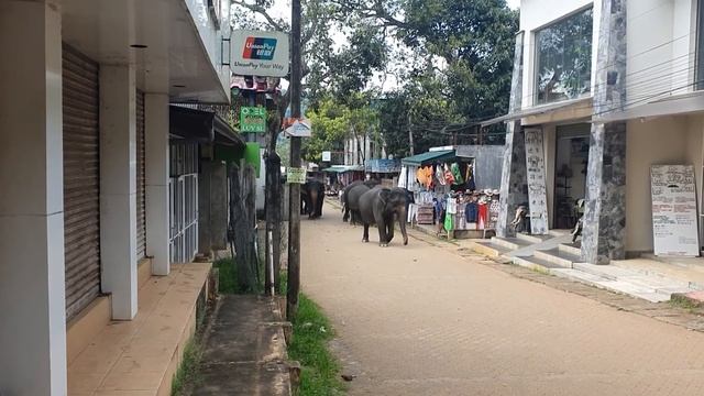 Как Слон ходит в Туалет ШриЛанка Деревня Слонов Elephant Village смотреть онлайн