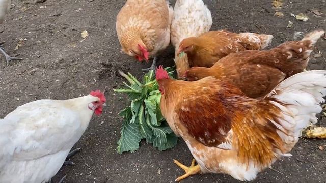 Причина отсутствие Яйца осенью//Куры несушки содержание и кормление//Капуста в рационе птицы смотреть онлайн