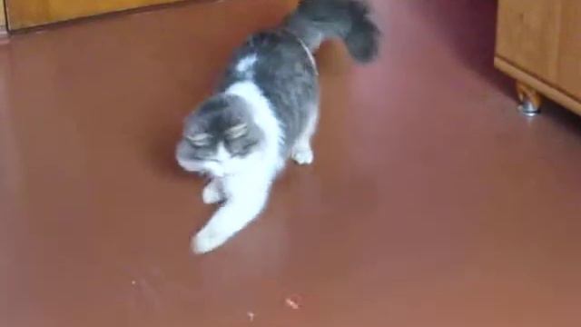 Кот играет с лазером смотреть онлайн