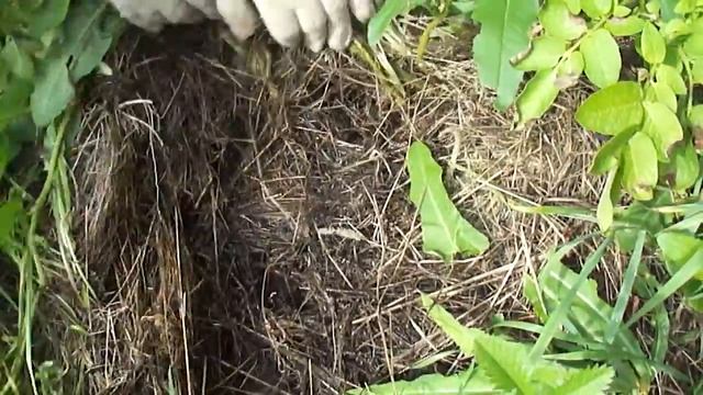 НОВЫЙ СПОСОБ ПОСАДКИ КАРТОФЕЛЯ. Сравнение с традиционным. смотреть онлайн