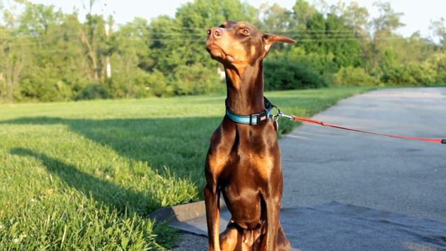 Sleep Oddities in Doberman Pinschers смотреть онлайн