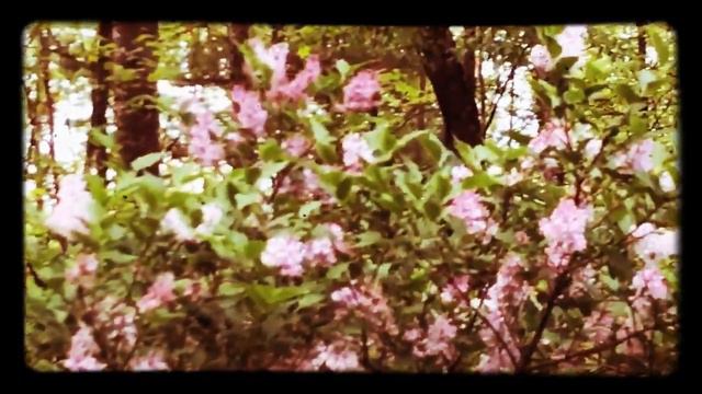 Lilac Bush / Shrub In Full Bloom Glorious Smell It’s The First Thing I Smell When I Wake Up смотреть онлайн